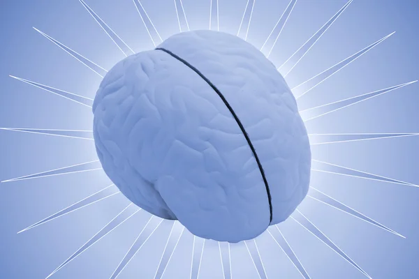 Cerebro modelo — Foto de Stock