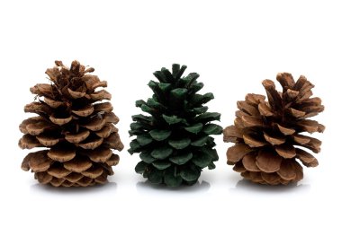 Pinecones clipart