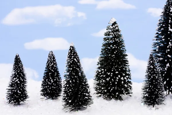 Vintergröna träd — Stockfoto