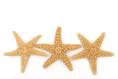 Starfish Background clipart