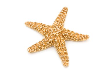 Starfish clipart