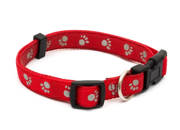 Dog Collar — Stock Photo, Image