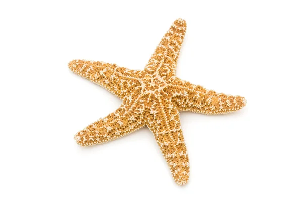 Estrella de mar — Foto de Stock