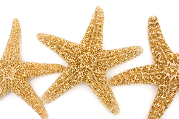 Морська зірка — стокове фото