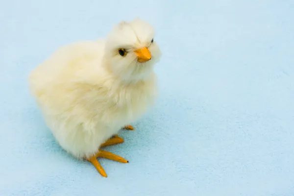 Cute Baby Chick — Stock Photo, Image
