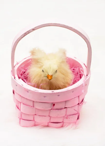 Húsvét chick — Stock Fotó