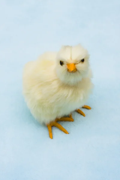 Симпатичный цыпленок — стоковое фото