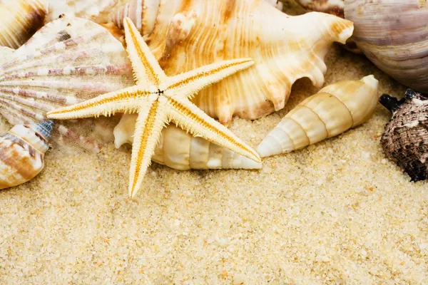 Sea Shells — Stock Photo, Image
