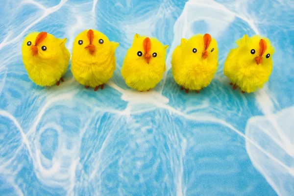 Spring Chickens — Stock Photo, Image