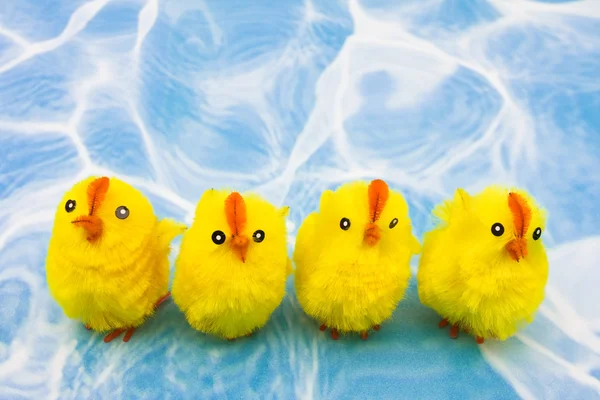 Pollos de primavera — Foto de Stock