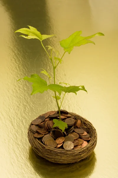 Crecimiento en sus ahorros — Foto de Stock