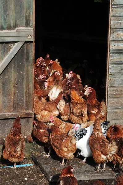 Hens in hen house
