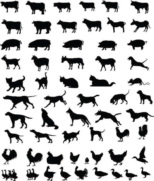 Animales mascotas siluetas —  Fotos de Stock