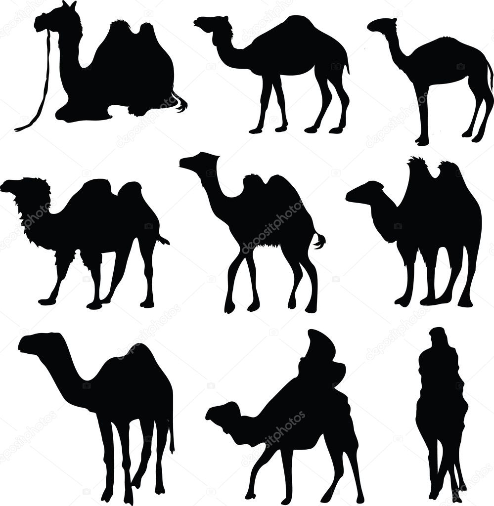 Camel silhouettes