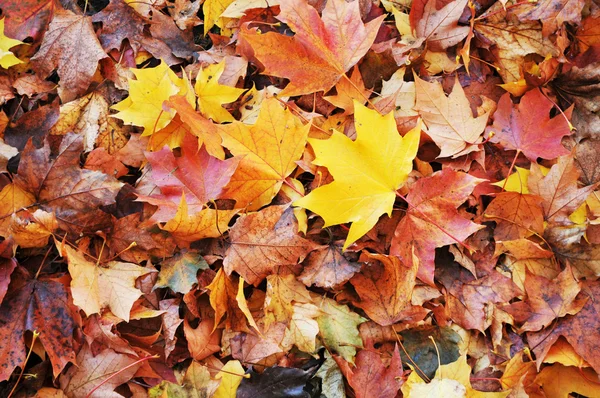 Alfombra de hojas — Foto de Stock