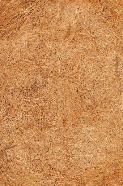 Coconut texture — Stock Photo, Image