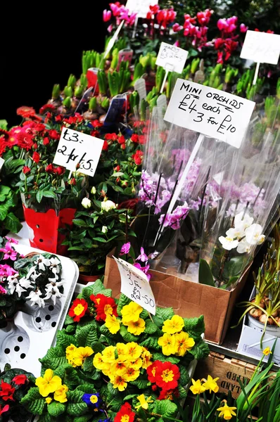 Virágüzlet — Stock Fotó