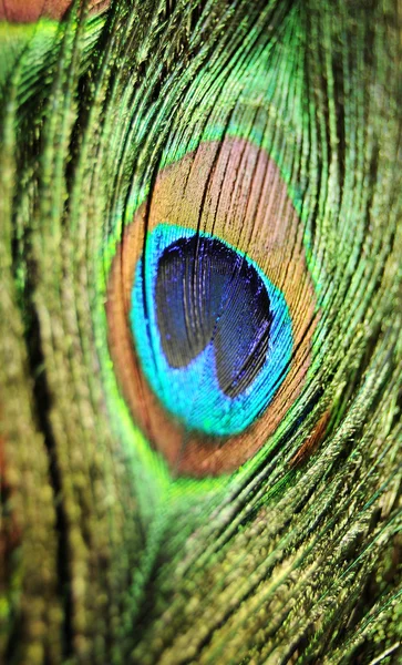 Textura de penas — Fotografia de Stock