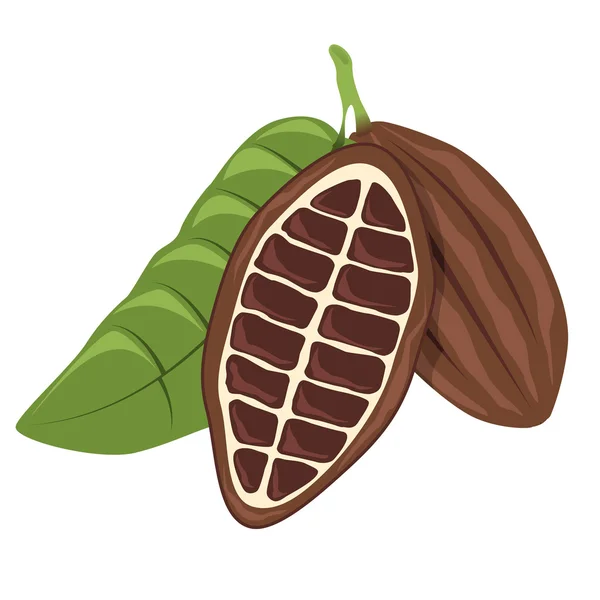Cacao bonen kleur — Stockvector