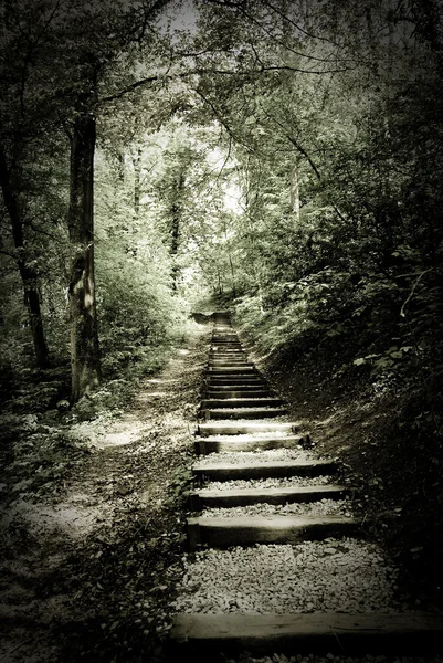 stock image Wood alley