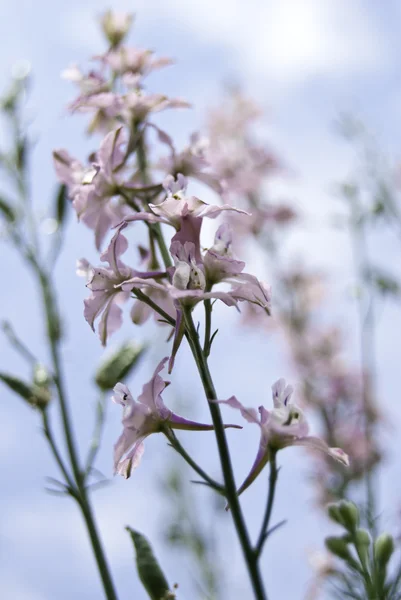 leylak rengi çiçek