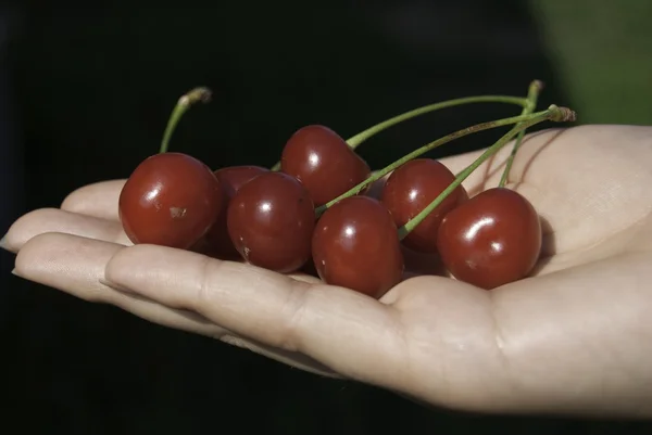 ellerinde tatlı kiraz