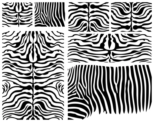 Zebra kůže — Stockový vektor