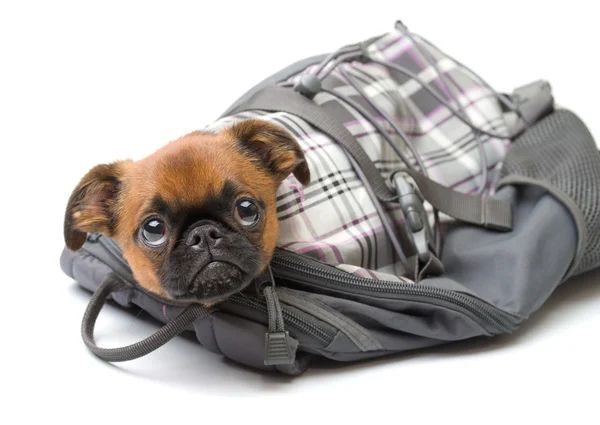 stock image Funny puppy in a backpack