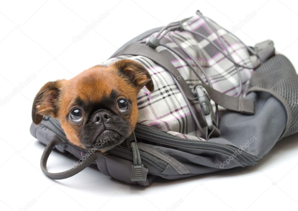 Funny puppy in a backpack