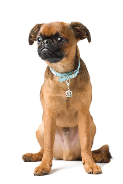 ブラバント グリフォンエンタープライズ子犬 — ストック写真