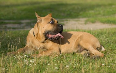 Çimlerin üzerinde yatan bir köpek