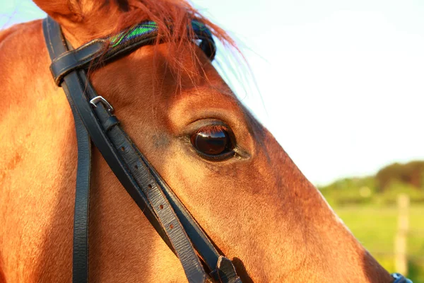 Head Horse — Stock Photo, Image