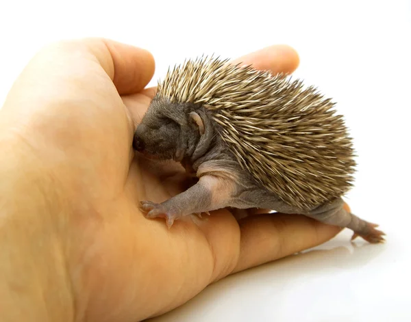 Small hedgehog on the hands — Stock Photo, Image