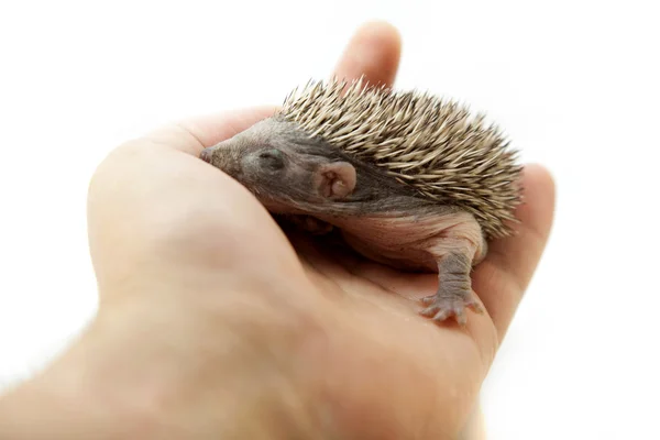 Hedgehog on hand — Stock Photo, Image