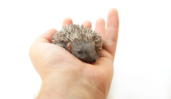 Small hedgehog on hand — Stock Photo, Image