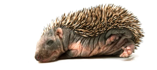 Young Hedgehog — Stock Photo, Image
