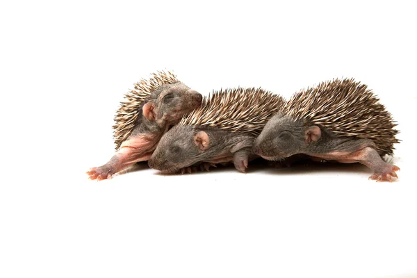 Three hedgehog — Stock Photo, Image