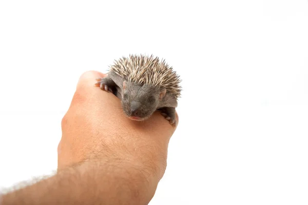 Hedgehog op hand — Stockfoto