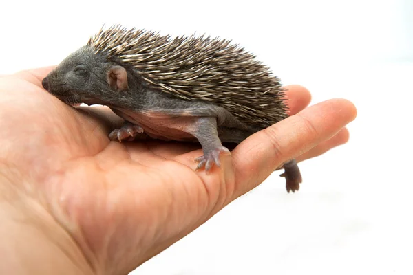 Hedgehog op hand — Stockfoto