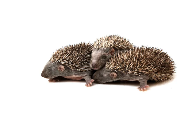 Hedgehogs — Stock Photo, Image