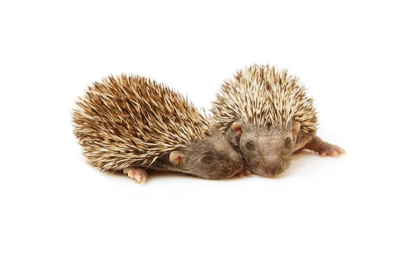 Two hedgehog — Stock Photo, Image