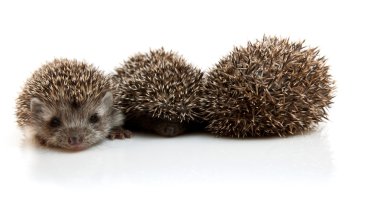 Three little hedgehogs clipart