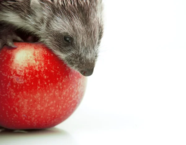 Hedgehog on apple — Stock Photo, Image