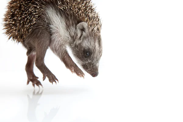 Pequeno Hedgehog — Fotografia de Stock
