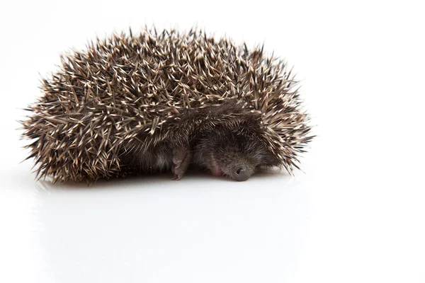 Hedgehog adormecido — Fotografia de Stock