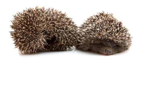 Two hedgehogs — Stock Photo, Image