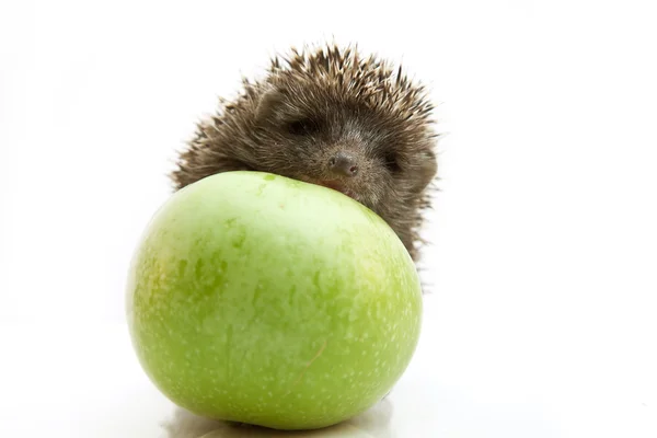 Hedgehog op apple — Stockfoto