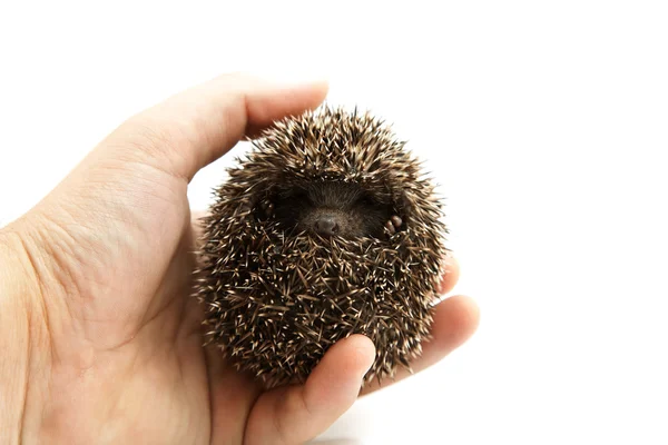 Hedgehog in hand — Stock Photo, Image