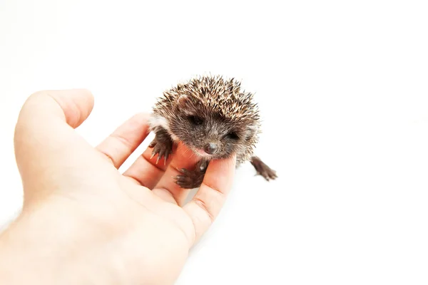 Hedgehog in hand — Stock Photo, Image