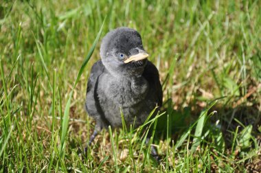 ? köylü - Corvus monedula